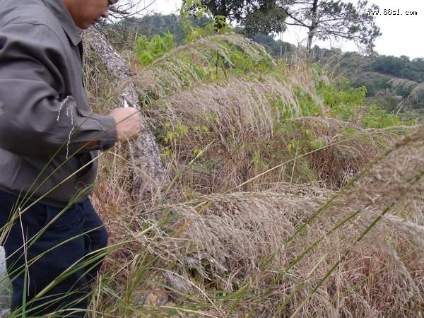 神龙探穴器(寻龙尺)的使用方法 神龙探穴器(寻龙尺)的使用方法