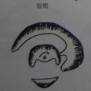 ǽѨͼ