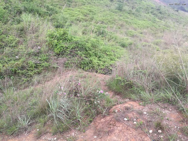 赵府【双金扛水】风水考验