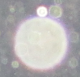 三王爷文财神土地公升坐法事（198+1）