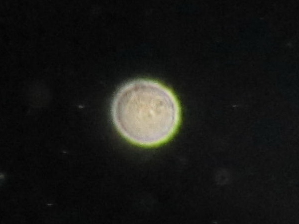 (81)ϲ